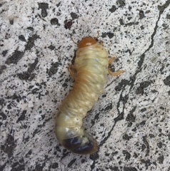 Melolontha melolontha