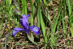 Iris ruthenica