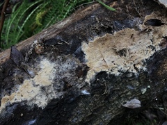 Coniophora marmorata