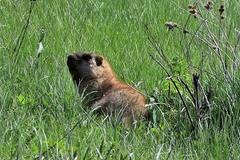 Marmota kastschenkoi