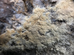 Coniophora marmorata