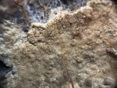 Coniophora marmorata