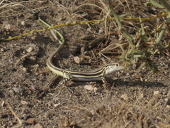 Pleske's Racerunner photo 5
