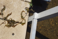 Potamogeton praelongus