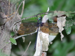 Gynacantha membranalis