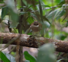 Turdus albicollis