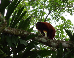 Alouatta sara