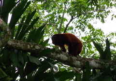 Alouatta sara