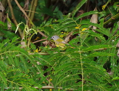 Loriotus luctuosus