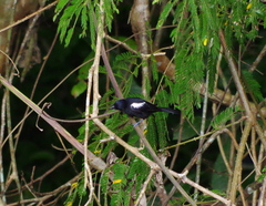 Loriotus luctuosus
