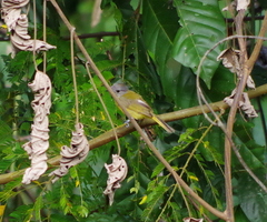 Loriotus luctuosus