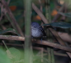 Hypocnemoides maculicauda