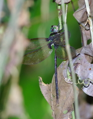Gynacantha membranalis