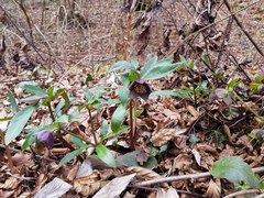 Helleborus atrorubens