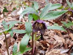 Helleborus atrorubens