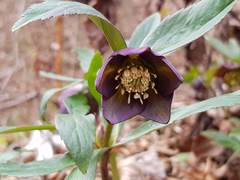 Helleborus atrorubens