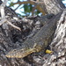 Nile Monitor - Photo (c) Steve Mech, some rights reserved (CC BY-NC), uploaded by Steve Mech