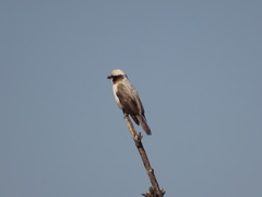 Eurocephalus anguitimens