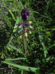 Bellevalia trifoliata