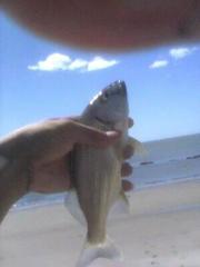 Haemulopsis leuciscus