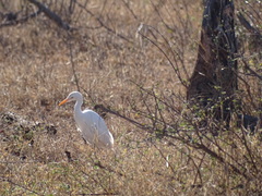 Ardea intermedia brachyrhyncha
