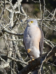 Accipiter tachiro