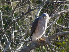 Accipiter tachiro