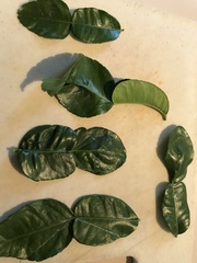 Citrus hystrix