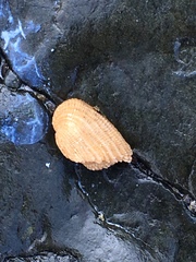 Acar gradata