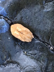 Acar gradata