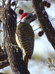 Campethera bennettii