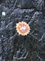 Crucibulum scutellatum