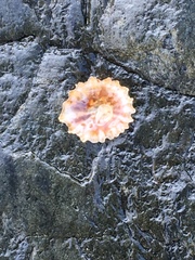 Crucibulum scutellatum