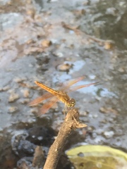 Brachythemis contaminata