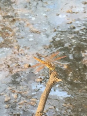 Brachythemis contaminata