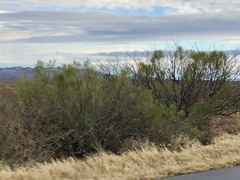 Baccharis sarothroides