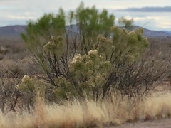 Baccharis sarothroides