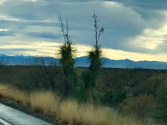Yucca elata