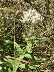 Eupatorium subvenosum, photograph er-birds, CC BY, iNaturalist via GBIF
