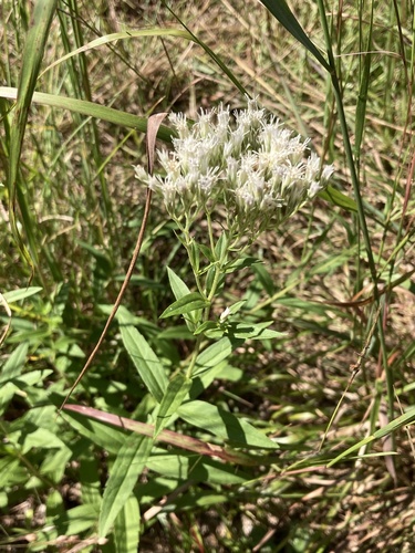 Eupatorium subvenosum, photograph 6