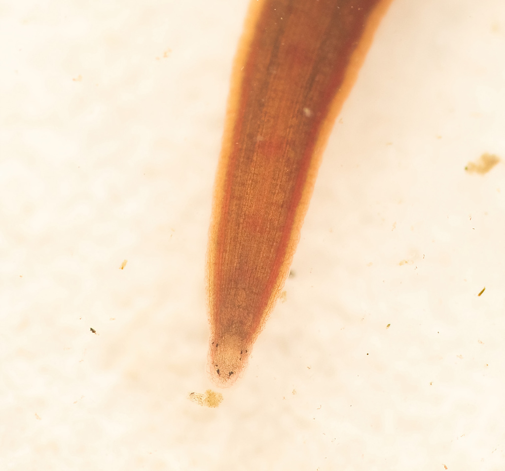Erpobdella testacea