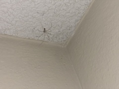 Pholcus phalangioides