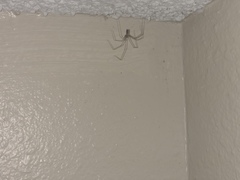 Pholcus phalangioides