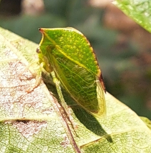 Stictocephala alta