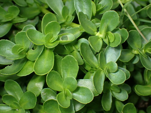Bacopa monnieri