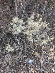 Zinnia acerosa