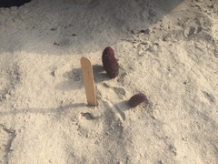 Cynomorium coccineum