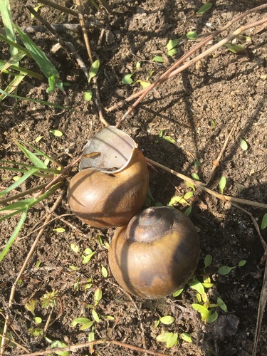 Pila globosa