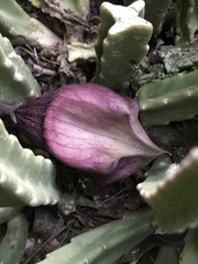 Stapelia leendertziae