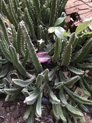 Stapelia leendertziae
